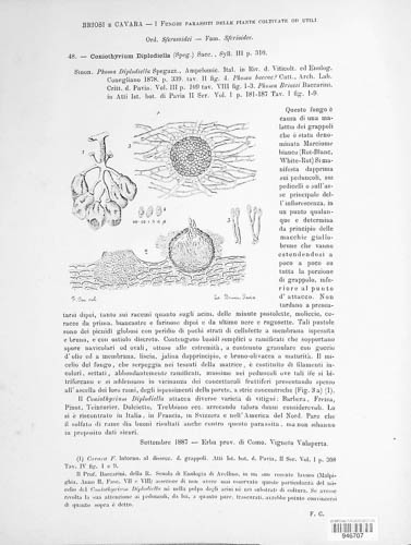 Coniella diplodiella image